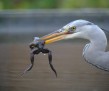 thumb_700_750_7th_place_Arno_Van_Berge_Henegouwen_Digiscoping_Grey_Heron[16]